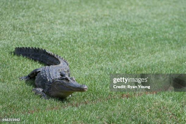 Aligator Rbc 274 Three Alligators Stock Photos, High-Res Pictures, and Images ...