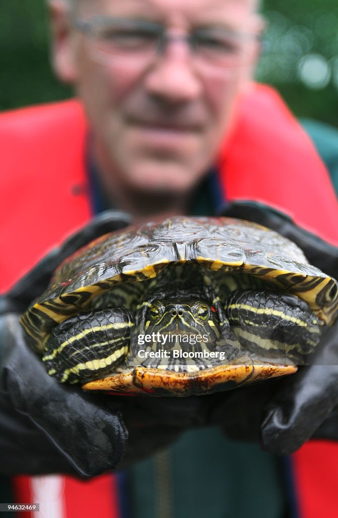 Ian Shepherd, a conservation ranger holds a terrapin he capt