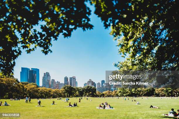 central park sheep meadow, selective focus view - new york state park stock pictures, royalty-free photos & images