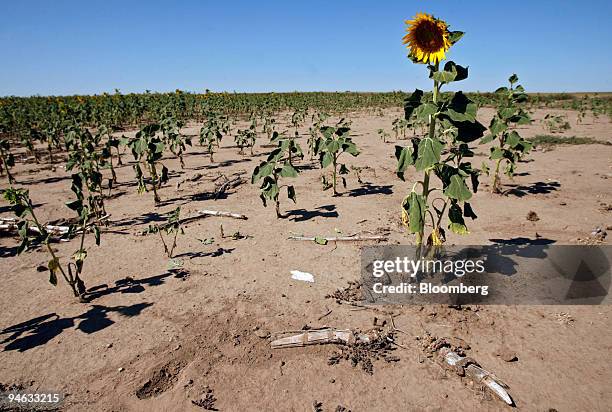 Sunflower that has bloomed stands out on the edge of a field of the parched plants near Quinter, Kansas Wednesday, August 9, 2006.