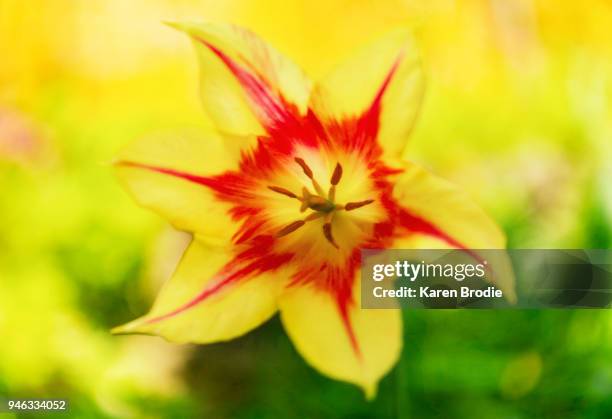 yellow and red lily shaped tulip blossom - karen novice stock pictures, royalty-free photos & images