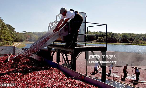 Eric Hamblin rakes cranberries as they exit a machine that cleans and separates them during harvest in Marstons Mills, Massachusetts, Monday, October...