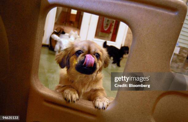 Dog looks out of a playpen at the PetSmart PetsHotel in Whittier, California, Friday, December 15, 2006. While their families are traveling this...