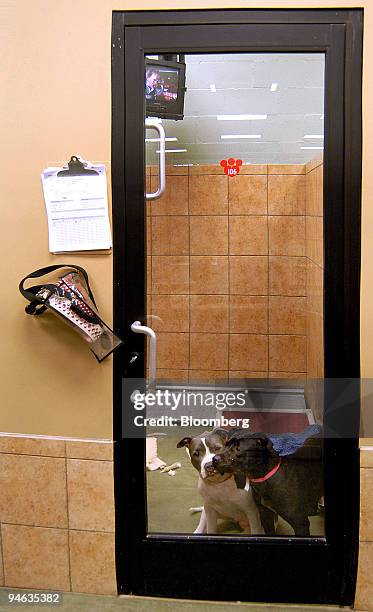 Zoey and Lola play in their private suite at the PetSmart PetsHotel in Whittier, California, Friday, December 15, 2006. While their families are...