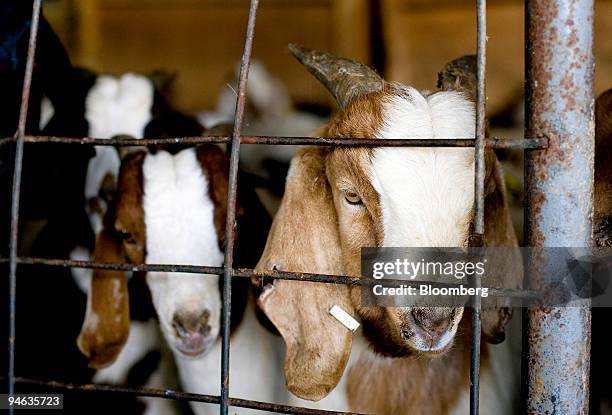 Goats await slaughter in a pen at the ENA Meatpacking facility in Paterson, New Jersey, U.S., on Friday, Dec. 14, 2007. Sales of goat meat may...