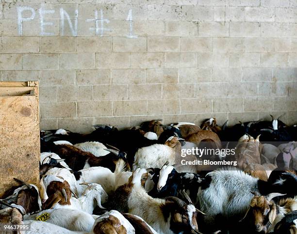 Goats await slaughter in a pen at the ENA Meatpacking facility in Paterson, New Jersey, U.S., on Friday, Dec. 14, 2007. Sales of goat meat may...