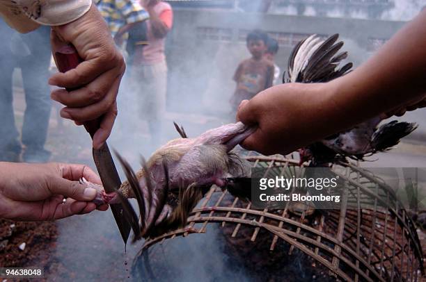 Indonesian health officials cull a chicken which will be burnt in Jakarta, Indonesia on Sunday, February 26, 2006. The bird flu virus that's killed...