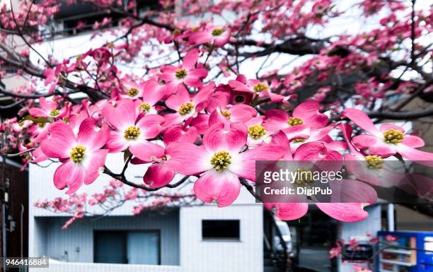 flowering dogwood in bloom - dogwood blossom stockfoto's en -beelden