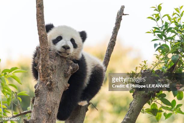 panda cub in a tree - reuzenpanda stockfoto's en -beelden