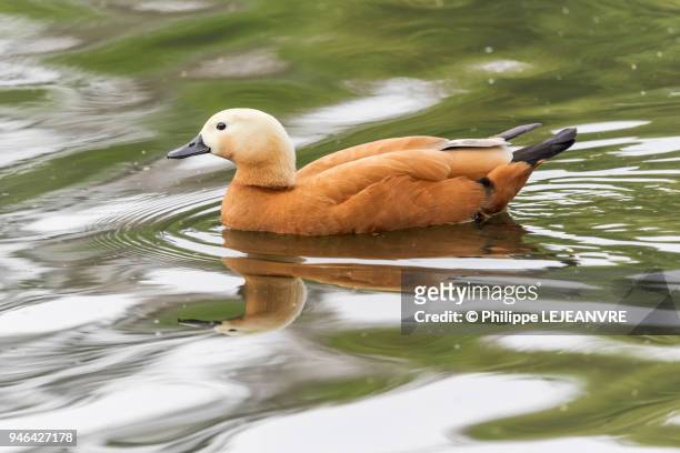 ruddy shelduck bird on a lake - ruddy shelduck stock pictures, royalty-free photos & images