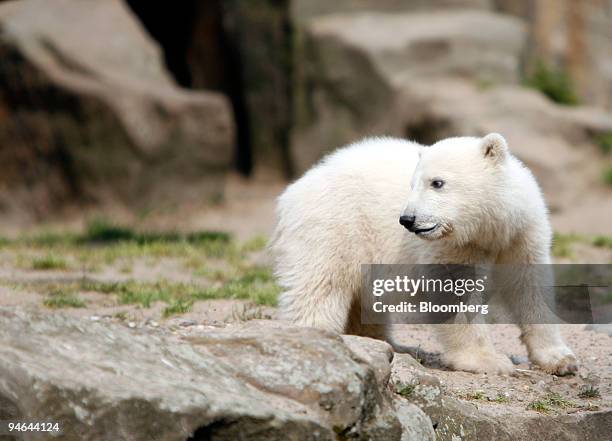 Knut, the baby polar bear that has gripped the nation and become the star attraction at Berlin Zoo, back on display for visitors after a brief pause...