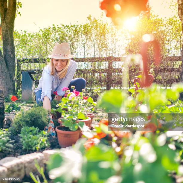 donna che pianta fiori - giardino pubblico giardino foto e immagini stock