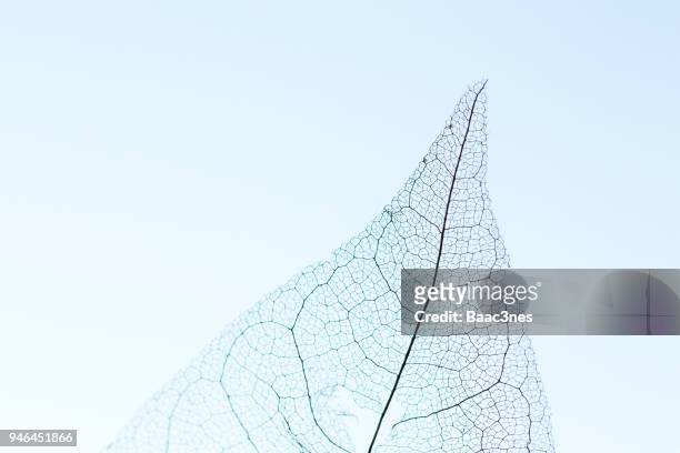 extreme close-up of a leaf skeleton - leaf skeleton stock pictures, royalty-free photos & images