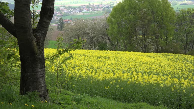 Rapre Tree 1,880 Rape Tree Stock Videos, Footage, & 4K Video Clips - Getty Images