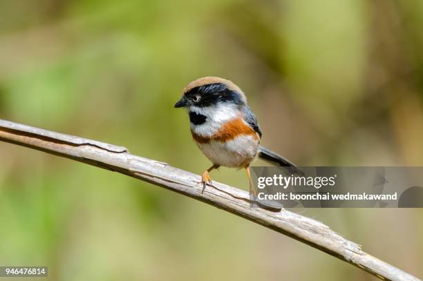black-throated bushtit little bird on stick in the nature of thailand. - black bird with orange beak stock pictures, royalty-free photos & images