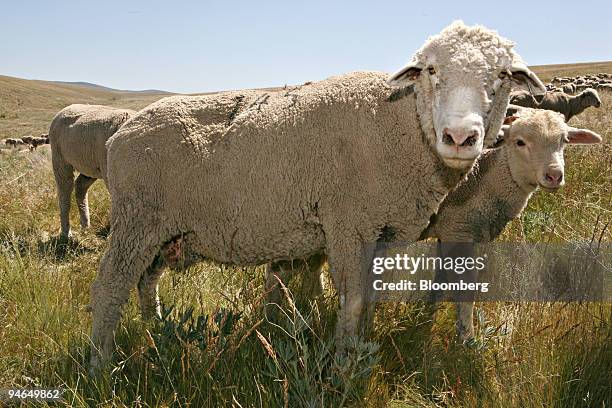 Part of a flock of Rambouillet sheep walk across a field on the Cunningham Ranch, in Oregon, Wednesday, May 30, 2007. Their wool is used for the...