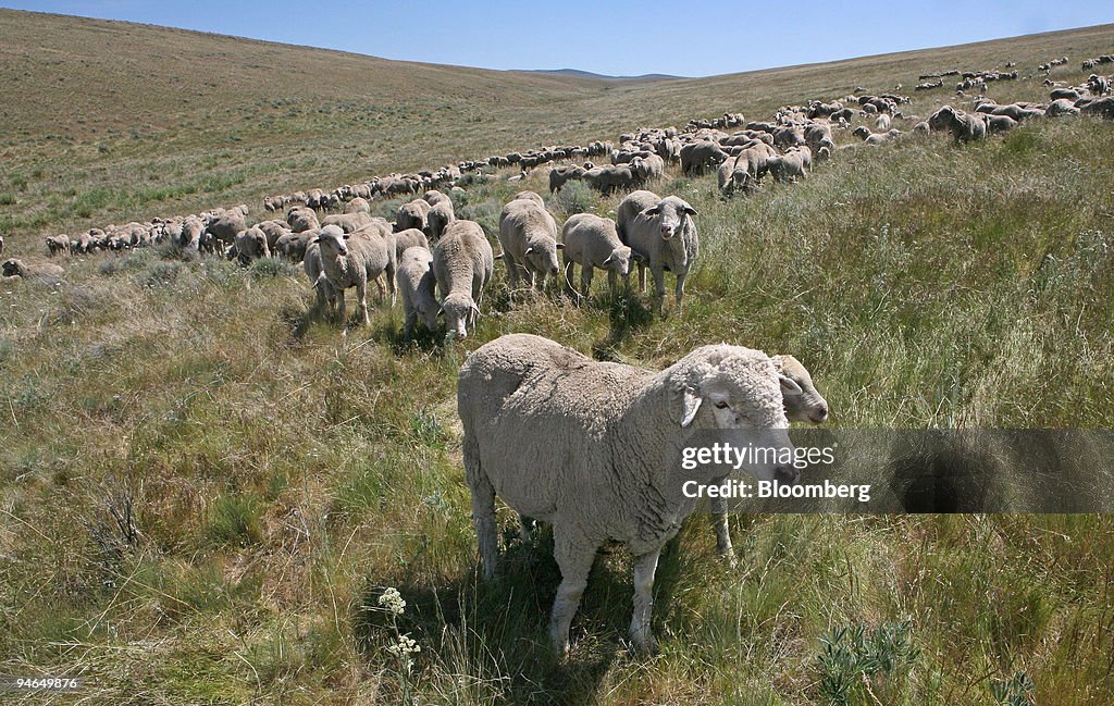 Oregon Rambo A flock of Rambouillet sheep grazing at the Cunningham Ranch, in ...
