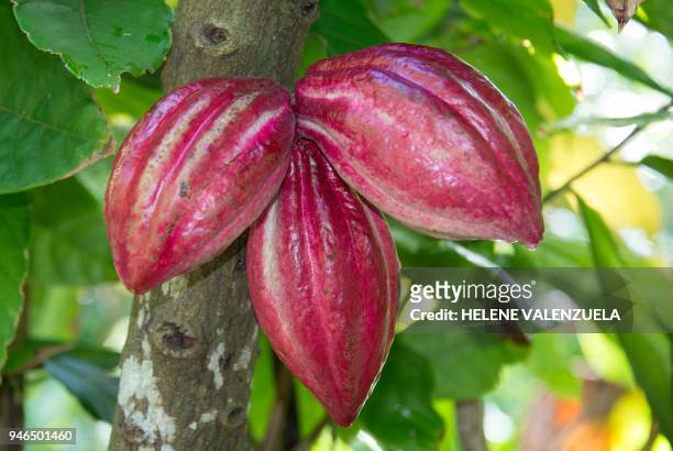 Cocoa pods of the trinitario variety are pictured at the Vanibel cocoa and vanilla production facility, a former 18th Century sugar refinery in...