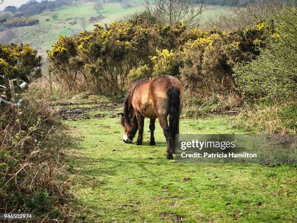 exmoor pony for conservation grazing - exmoor pony stock pictures, royalty-free photos & images