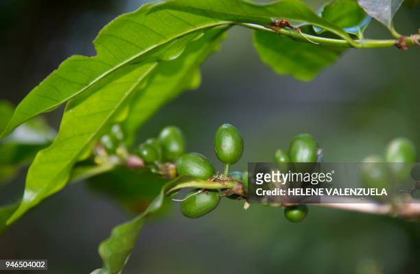 Coffee bush is pictured at the Vanibel cocoa and vanilla production facility, a former 18th Century sugar refinery in Vieux-Habitants, Guadeloupe, on...