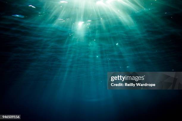 underwater landscape - sea sunlight underwater stock pictures, royalty-free photos & images