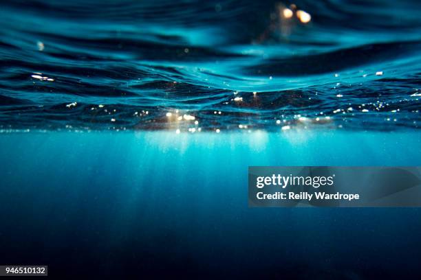 underwater landscape - onder water stockfoto's en -beelden