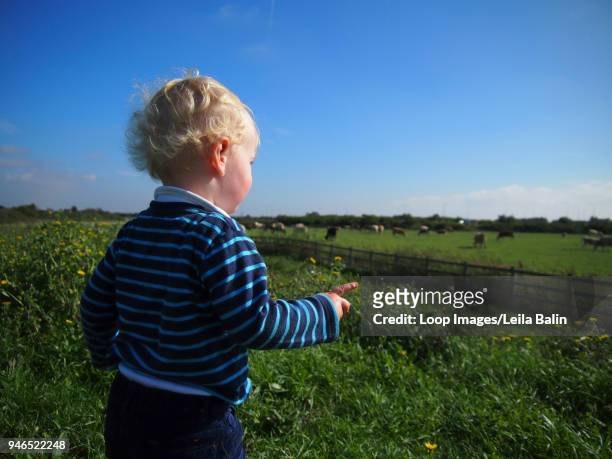 small boy pointing at cows in a field - balin stock pictures, royalty-free photos & images
