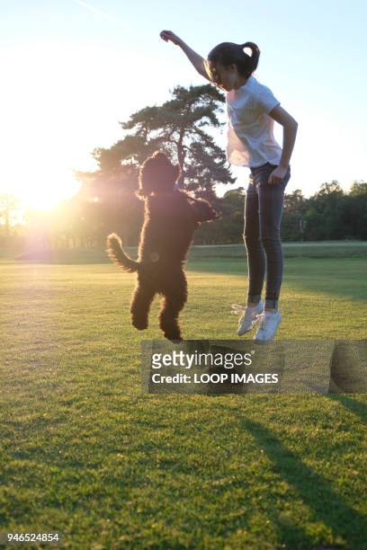 a teenage girl jumping in tandem with her dog on a sunlit day - season 14 stock-fotos und bilder