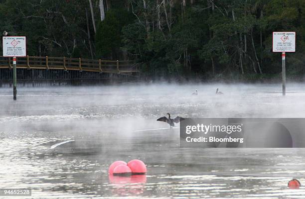 Cormorant spreads its wings on Crystal River with manatee warning signs in the background in Florida, in December, 2006. The temperature of the...