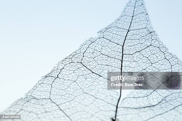 extreme close-up of a leaf skeleton - leaf skeleton stock pictures, royalty-free photos & images