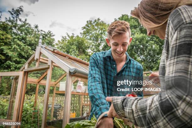 two young gardeners work in their vegetable garden - guildford bildbanksfoton och bilder
