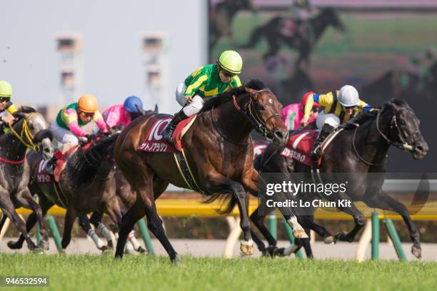 Jockey Yuga Kawada riding Satono Aladdin wins the Race 11 Keio Hai Spring Cup at Tokyo Racecourse on May 14, 2016 in Tokyo, Japan.