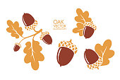 Oak. Branch. Isolated acorns on white background. Vector illustration