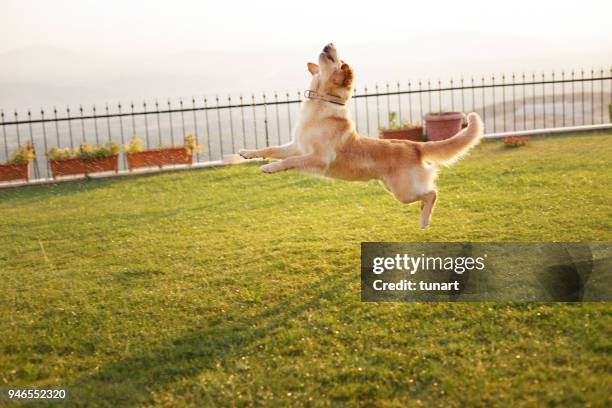 jumping golden retriever - dog mid air stock pictures, royalty-free photos & images