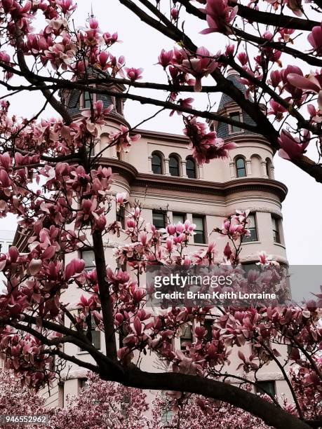 cherry blossoms - washington dc downtown stock pictures, royalty-free photos & images