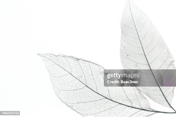 leaf skeleton on a white table. - leaf skeleton stock pictures, royalty-free photos & images