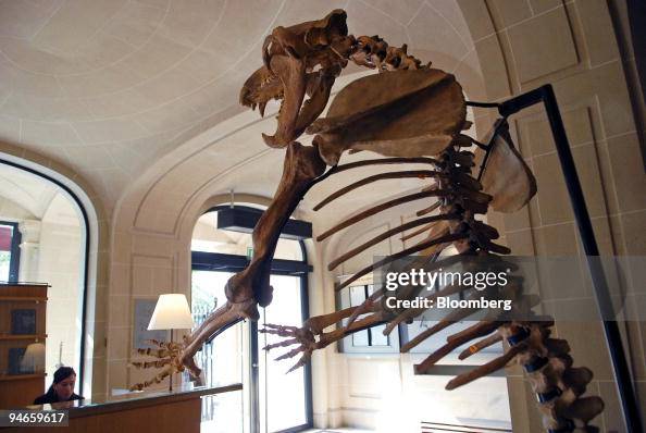 A 2.3 meter (7 1/2 feet) prehistoric cave bear skeleton is s A 2.3 meter (7 1/2 feet) prehistoric cave bear skeleton is s