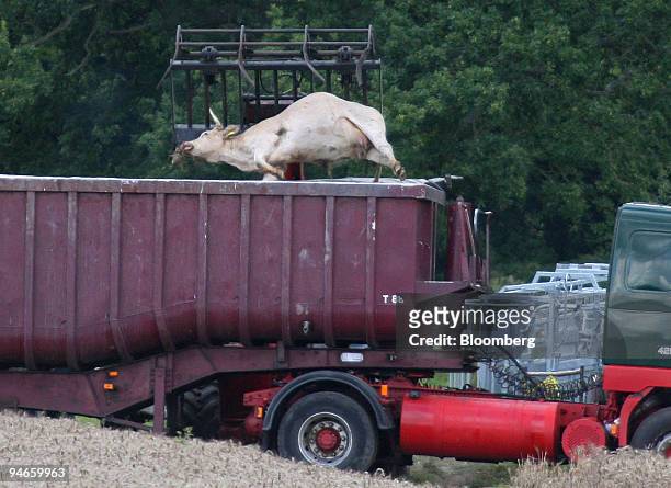 One of the culled herd is loaded into a waiting lorry at the second infected farm in the village of Normandy, Surrey, U.K., on Tuesday, Aug. 7, 2007....
