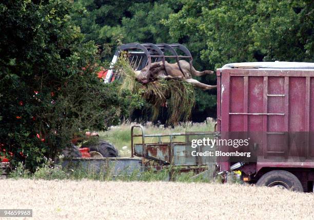 One of the culled herd is removed to a waiting lorry at the second infected farm in the village of Normandy, Surrey, U.K., on Tuesday, Aug. 7, 2007....