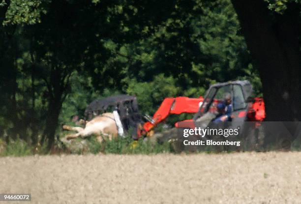 One of the culled herd is removed from the second infected farm in the village of Normandy, Surrey, U.K., on Tuesday, Aug. 7, 2007. A second case of...