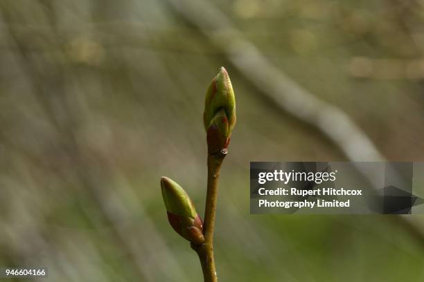 about to open - leaf epidermis stock pictures, royalty-free photos & images