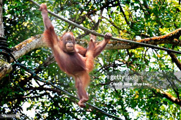 young orangutan in borneo - bornean orangutan stock pictures, royalty-free photos & images