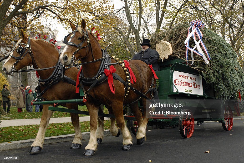 The official White House Christmas tree arrives by a horse d
