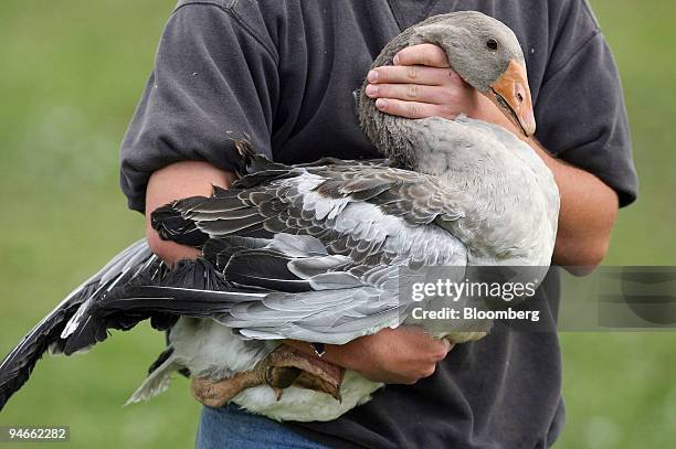 Farmer Albin Meynard holds a goose in his arms at a goose farm in Coulaures, in southwest region of France, Monday, July 2, 2007. Remi Olivier is the...