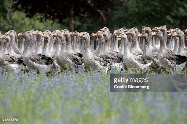 Flock of geese roam at a goose farm in Coulaures, in southwest region of France, Monday, July 2, 2007. Remi Olivier is the first cog in the...