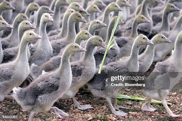 Flock of goslings roam at a goose farm in Coulaures, in southwest region of France, Monday, July 2, 2007. Remi Olivier is the first cog in the...