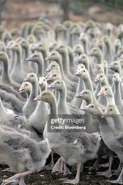 Flock of goslings roam at a goose farm in Coulaures, in southwest region of France, Monday, July 2, 2007. Remi Olivier is the first cog in the...
