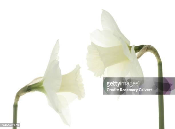 two white daffodils together on white. - flowers on white stock pictures, royalty-free photos & images