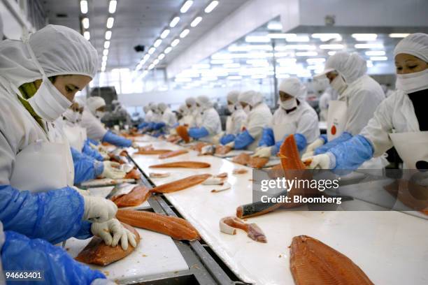 Fish Processing Filet 14 Fjord Seafood Chile Stock Photos, High-Res Pictures, and Images ...