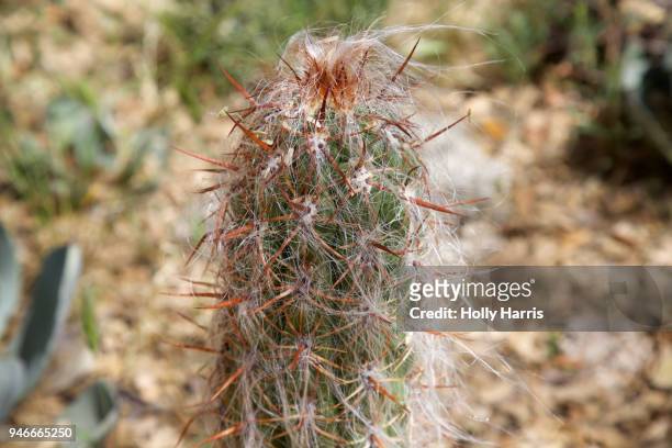 "old man of the mountain" cactus - hairy old man fotografías e imágenes de stock